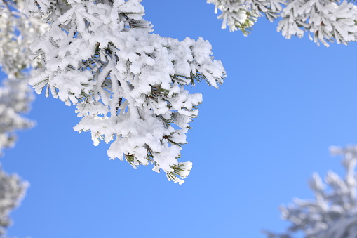 Snow-covered branches of a Christmas tree. Close-up. Background. Scenery.
