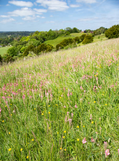 pewley down guildford surrey anglia - surrey hill guildford cloudscape zdjęcia i obrazy z banku zdjęć