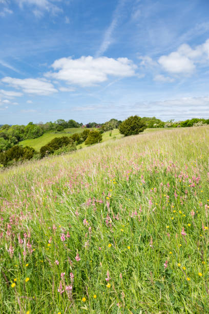 pewley down guildford surrey anglia - surrey hill guildford cloudscape zdjęcia i obrazy z banku zdjęć