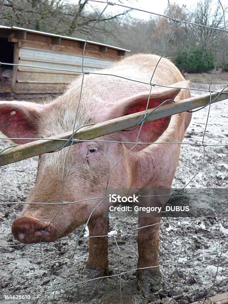 Schwein Gefangen Hinter Dem Zaun Stockfoto und mehr Bilder von Bauernhaus - Bauernhaus, Domestizierte Tiere, Drahtnetz