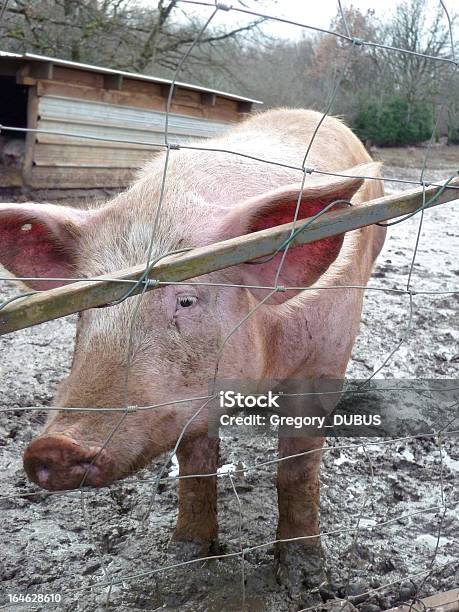 Cerdo Atrapado Detrás De La Valla Foto de stock y más banco de imágenes de Acorralado - Acorralado, Agricultura, Aire libre