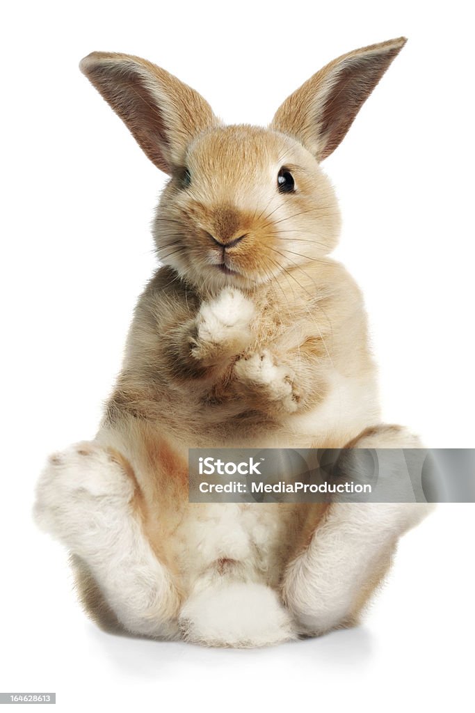 Oben sitzen Kaninchen - Lizenzfrei Kaninchen Stock-Foto