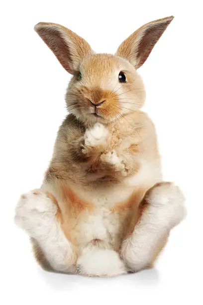 Photo of Sitting up rabbit