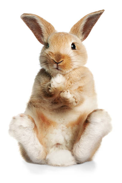 сидя кролик - easter rabbit easter bunny humor стоковые фото и изображения