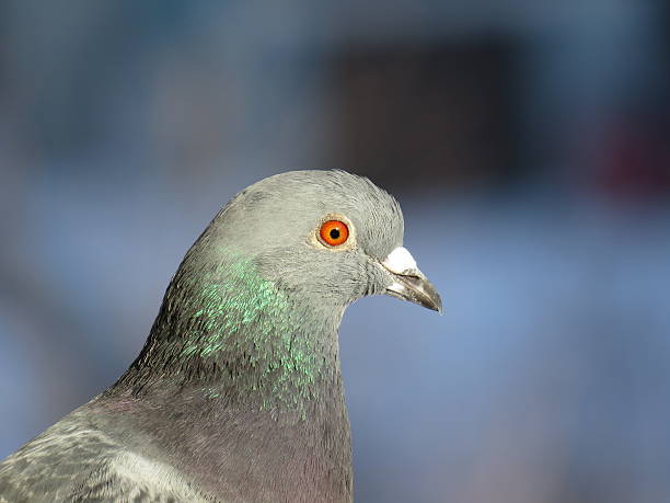 Pigeon stock photo