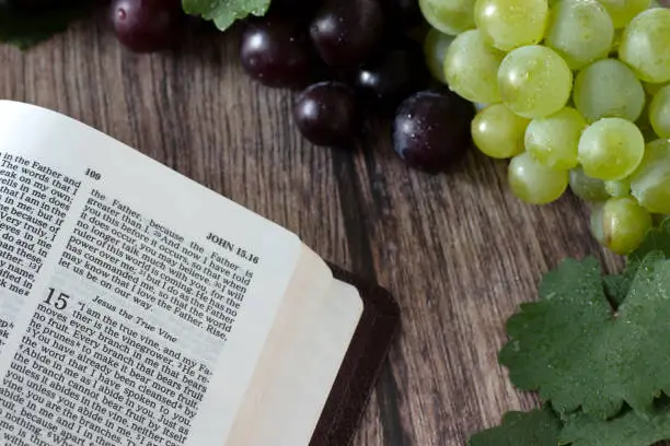 Jesus Christ is the true vine verse in open holy bible with fresh grapes and branches on wooden table. Abide in God, Christian fruit-bearing, obedience, relationship, and union with the LORD. Close-up.