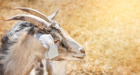 Portrait of domestic male goat with two horns, white beard and wattles dangling from each side of the neck with identification tally in the ear looking sidewards with yellow eye. Image with copy space