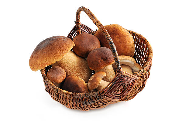 Steinpilz (boletus edulis) - porcini mushroom in a basket on white isolated background. See also my other edible mushrooms images: