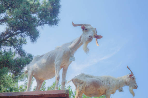 A goat in a Japanese zoo looks at people from up high with hunger and wonder.