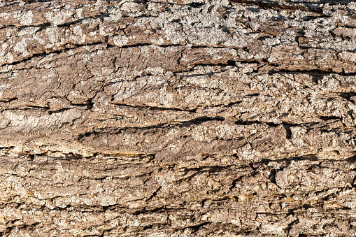 Close up of oak tree bark with deep cracks as background