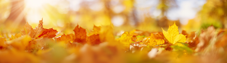 Beautiful panoramic background of the autumnal maple leaves falling and lying on the ground in natural park. Concept of the backdrop and wallpaper.