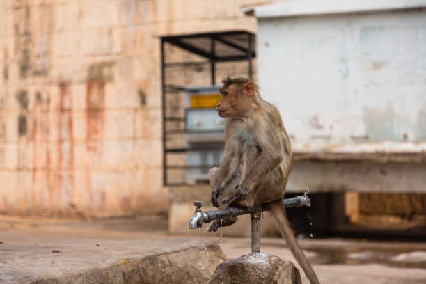 istock A wild monkey at Virupaksha Temple in Hampi, India 1646298149