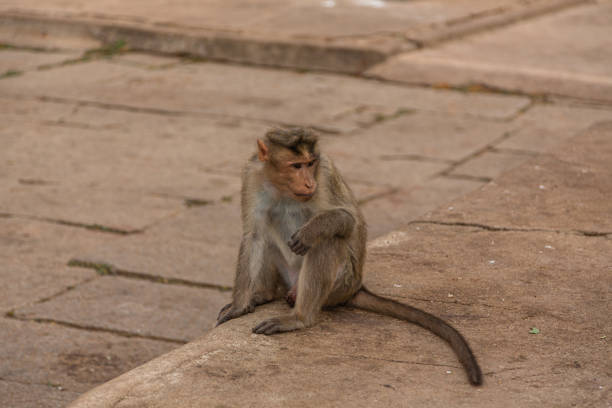 istock A wild monkey at Virupaksha Temple in Hampi, India 1646298173