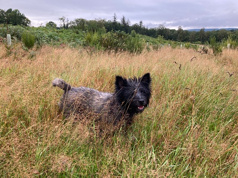 Cairn terrier on a dog walk in a meadow