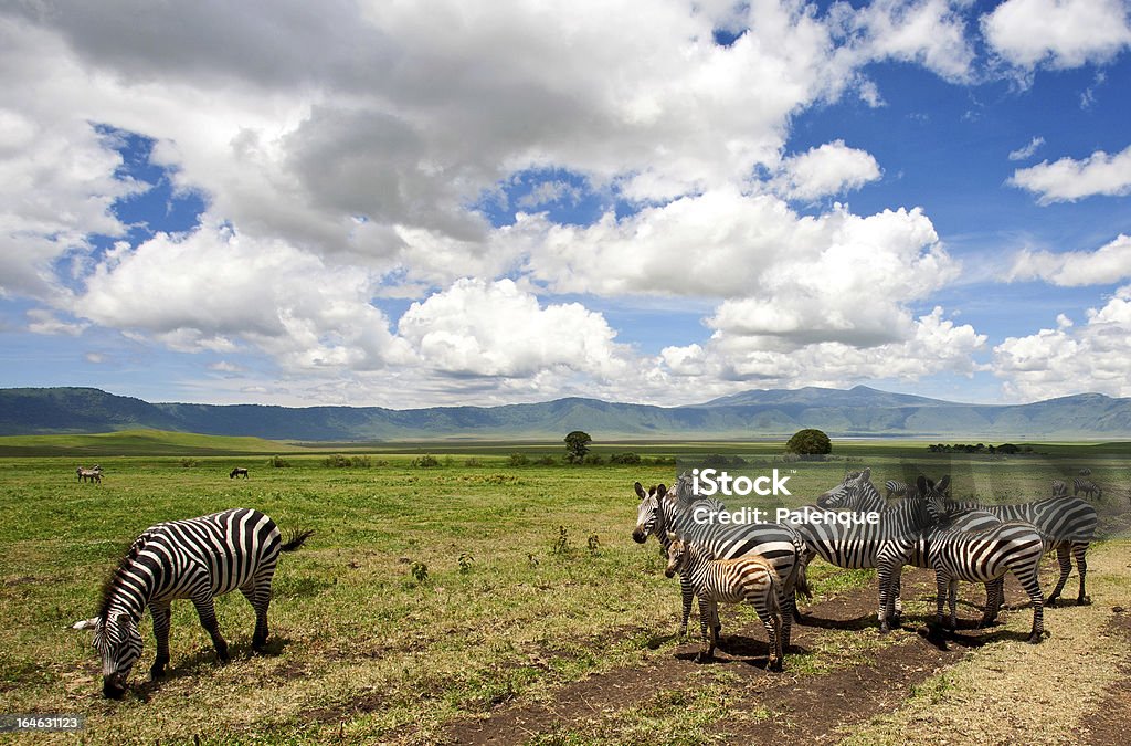 Zèbres dans le Cratère de N'Gorongoro - Photo de Afrique libre de droits