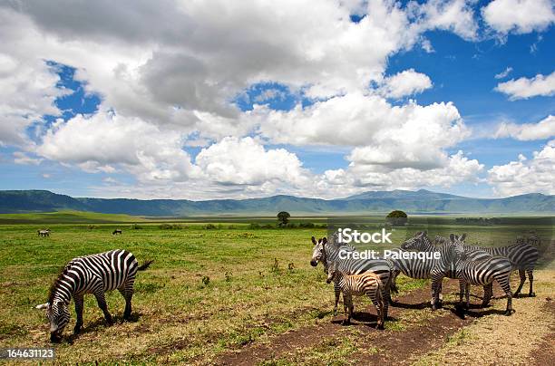 Photo libre de droit de Zèbres Dans Le Cratère De Ngorongoro banque d'images et plus d'images libres de droit de Afrique - Afrique, Animaux de safari, Animaux à l'état sauvage