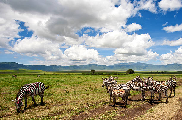istock Zebras in the Ngorongoro Crater 164631123