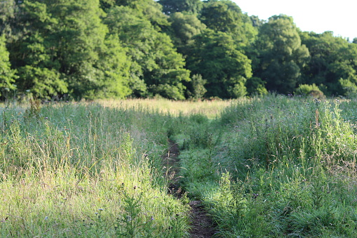 Path through long grass in a summer meadow
