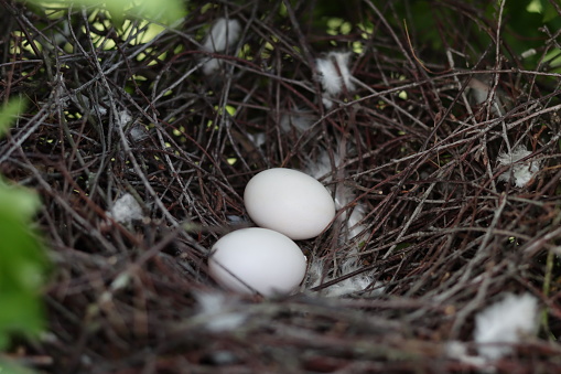 Pair of white dove eggs in a nest of twigs
