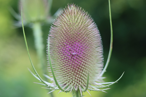 Close up of a teasel flower head in summer