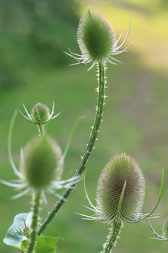 Group of teasel flower heads in summer