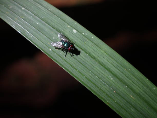 istock Close-up of insect on leaf 1646320278