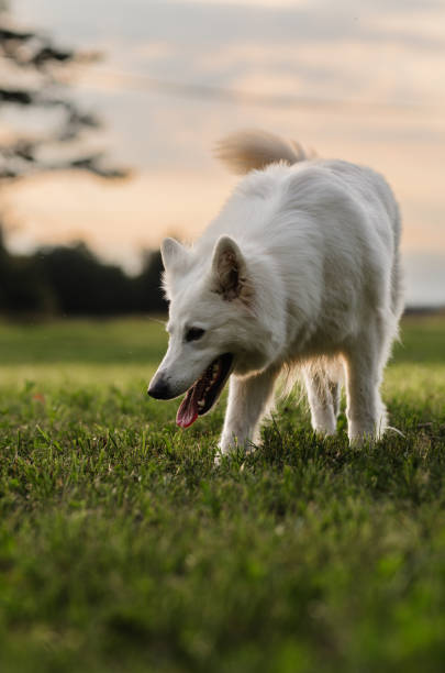 istock Beautiful dog in sunset 1646321683
