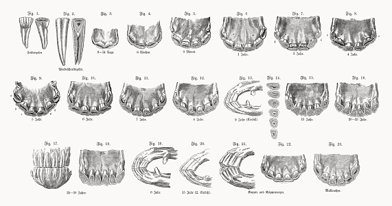 Horse teeth and the interpretation of age through the teeth: 1) foal tooth; 2) incisor, 3) 8 - 14 days; 4) 6 weeks; 5) 6 months; 6) 1 year; 7) 3 years; 8) 4 years; 9) 5 years; 10) 6 years; 11) 7 years; 12) 8 years; 13) 9 years; 14) tooth period (different friction surfaces of the incisors); 15) 15 years; 16) 20 - 25 years; 17 + 18) 25 - 30 years; 19) 6 years; 20) 15 years; 21 + 22) cribbing (considered to be an abnormal, compulsive behavior seen in some horses, and is often labelled a stable vice); 23) Mallauchen (fraudulent manipulation at the tooth cores to make horses appear younger). Designations in German. Wood engravings, published in 1898.