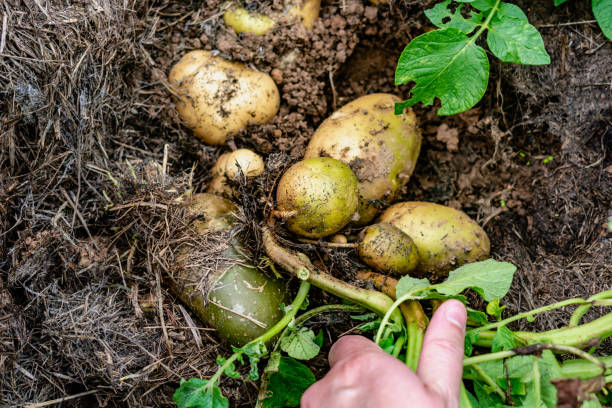 istock Potato above ground under mulch, growing and harvesting 1646322465