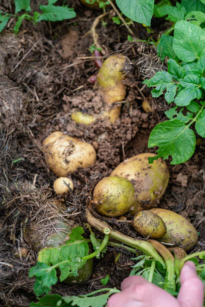 istock Potato above ground under mulch, growing and harvesting 1646322468