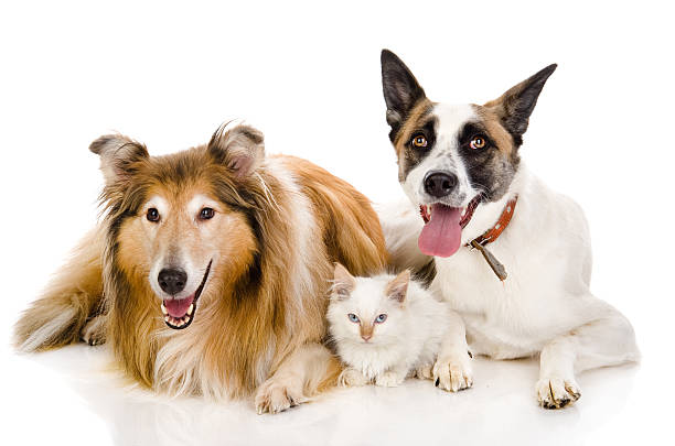 istock two adult dogs and tiny kitten 164632800