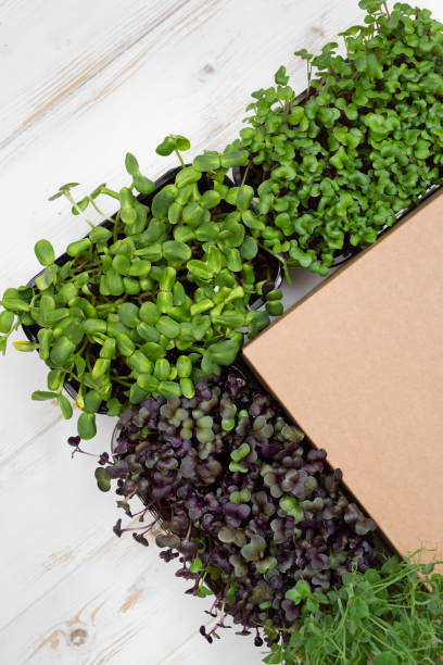 istock Frame of different types of microgreens: peas, sunflower, radish, cabbage. 1646330758
