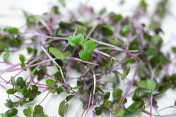 świeże kiełki czerwonej kapusty, cięte łodygi na białym drewnie, widok z góry. uprawa microgreens w domu. - kohlrabi purple cabbage organic zdjęcia i obrazy z banku zdjęć