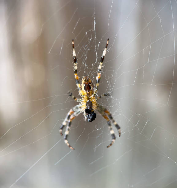 istock Garden spider, Araneus, eating a fly 1646335175