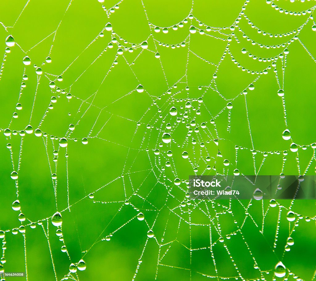 Krople rosy na spider web - Zbiór zdjęć royalty-free (Barwne tło)