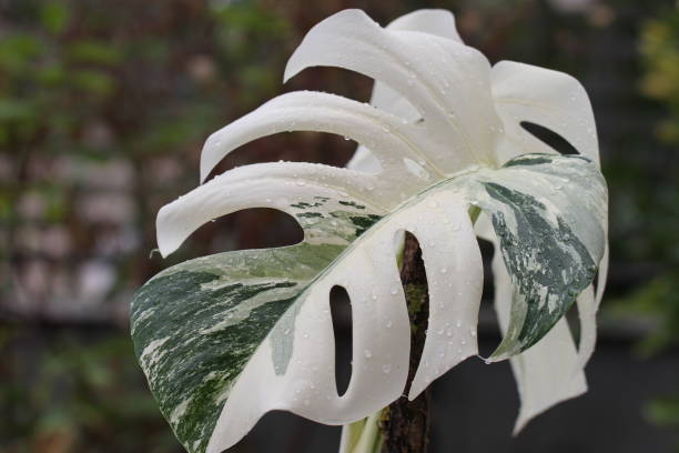 istock green indoor plant Monstera albo variegata 1646345587