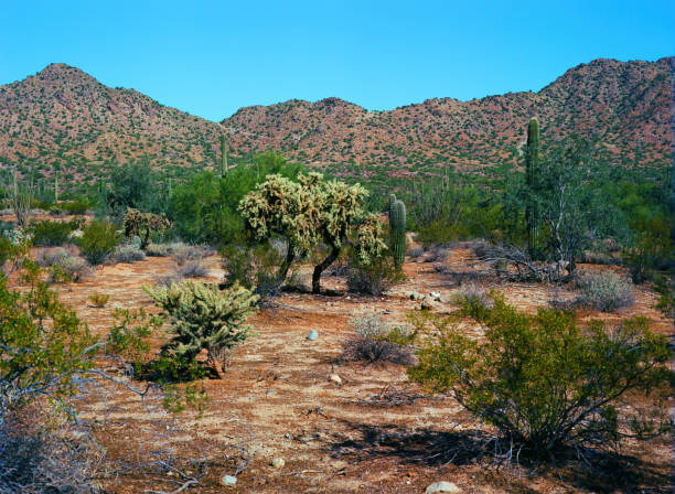 Film image of the Sonora desert in central Arizona USA