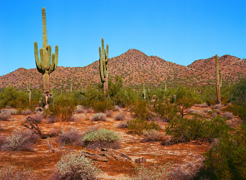 Film image of the Sonora desert in central Arizona USA