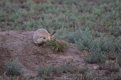 Prairie Dog eating grass on its hole