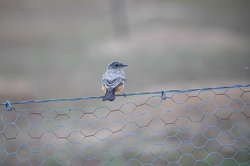 Kingbird sitting on wiref ence in field