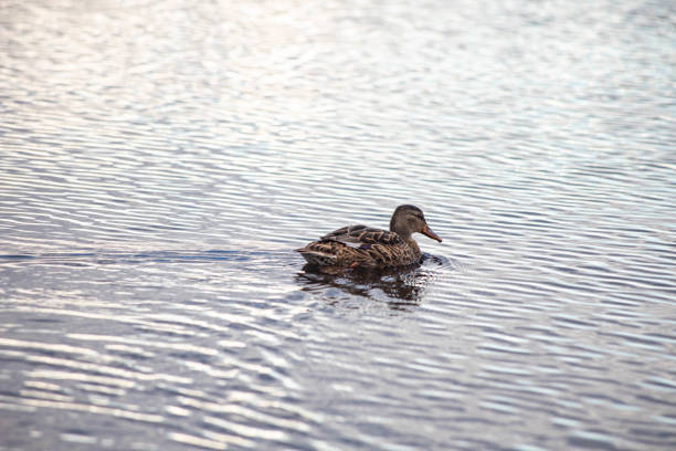 Duck swimming in water