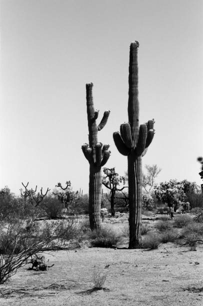 istock Saguaro Cactus Sonora desert Arizona Monochrome 1646351133
