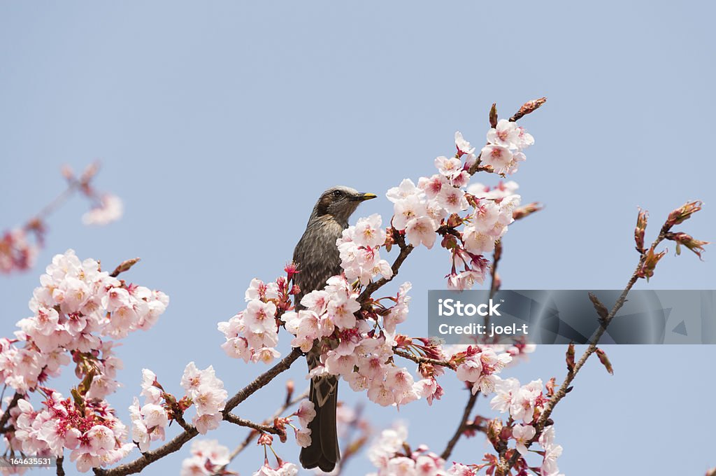 Bulbul con cerezos en flor (XXXL) - Foto de stock de Aire libre libre de derechos