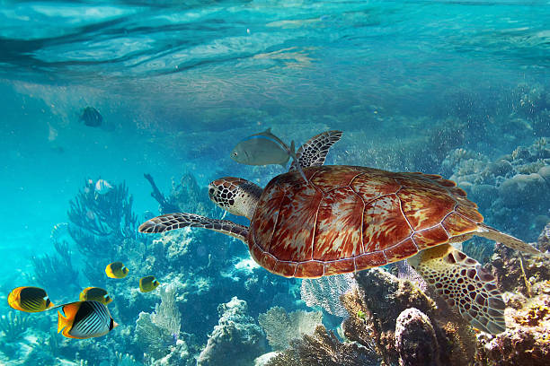 istock Green turtle in the tropical water 164635626