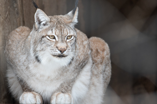 Luchs bei der jagt