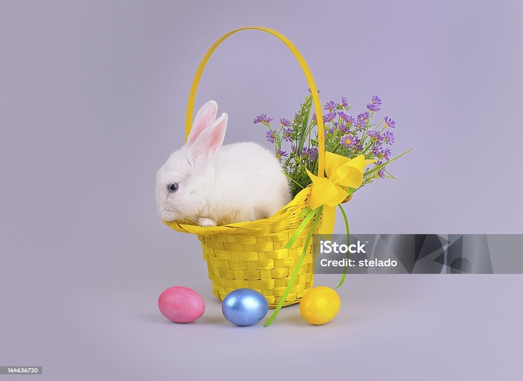 Fofo Coelhinho branco em um cesto, flores e ovos de Páscoa - Royalty-free Amarelo Foto de stock