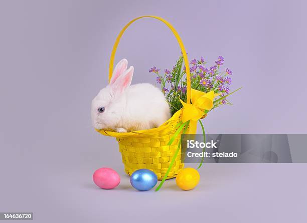 Пушистый Белый Кролик В Корзину И Пасхальные Яйца Цветы — стоковые фотографии и другие картинки Белый