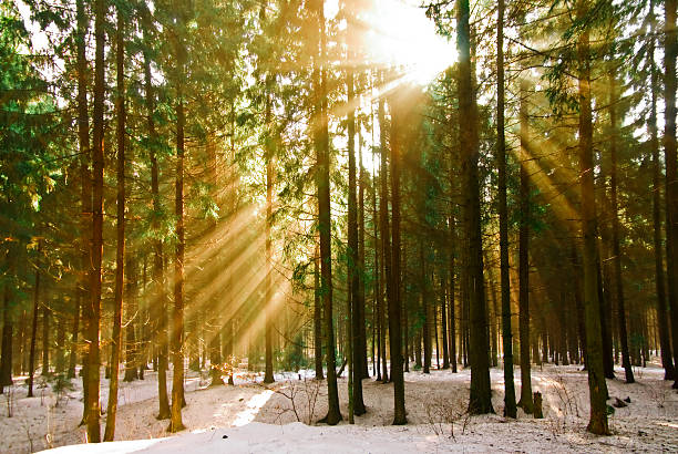 istock rays of sun in winter pine forest 164637044