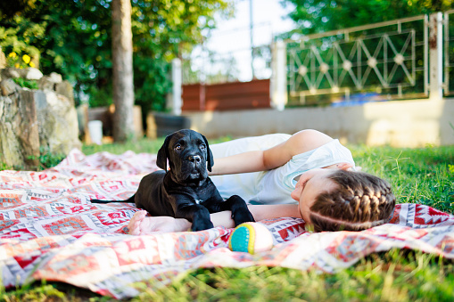Cane Corso puppy lying down on blanket while cute girl cuddle him