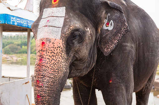 poor elephant in Thailand